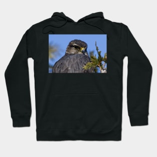 Merlin Falcon Hoodie